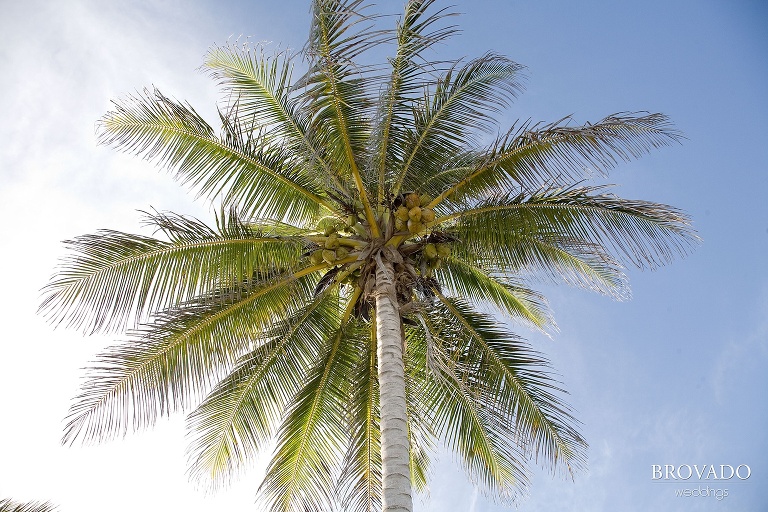 palm tree in mexican sky