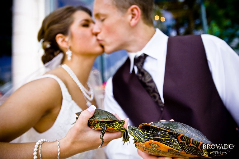 bride and groom kiss while holding turtles