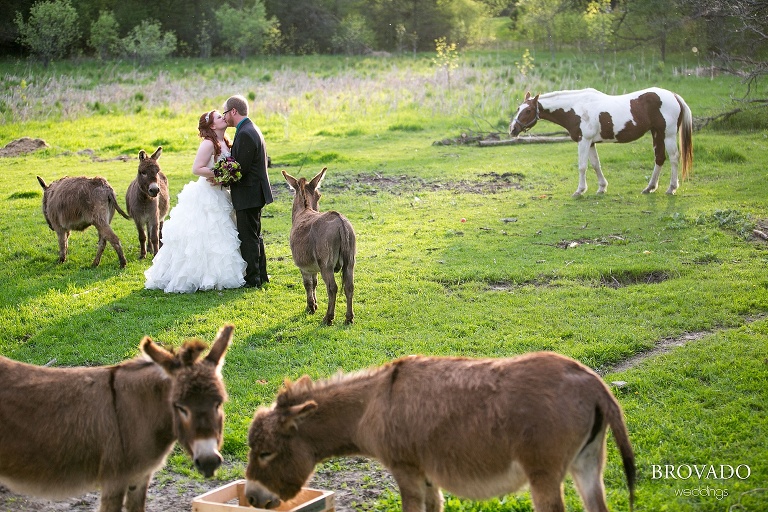 Sunrise River Apple Farm Orchard Wedding Photos