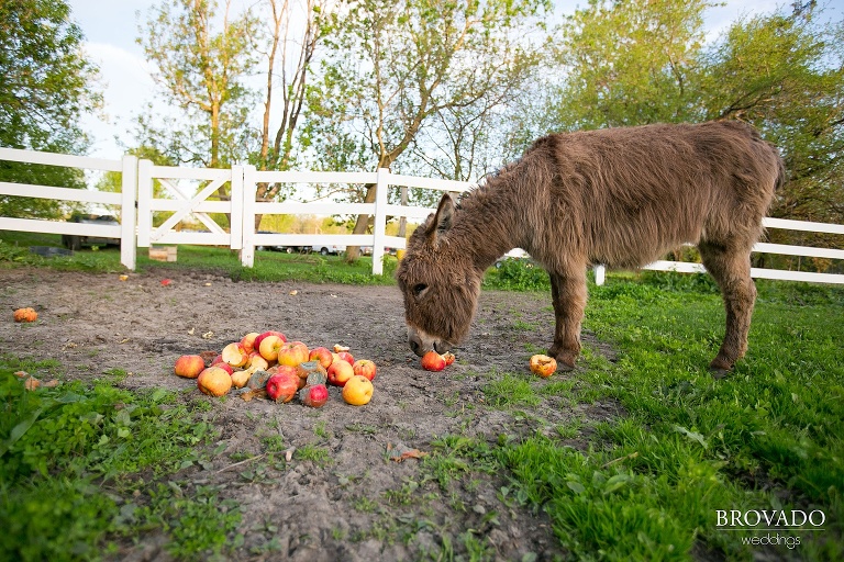 Sunrise River Apple Farm Orchard Wedding Photos